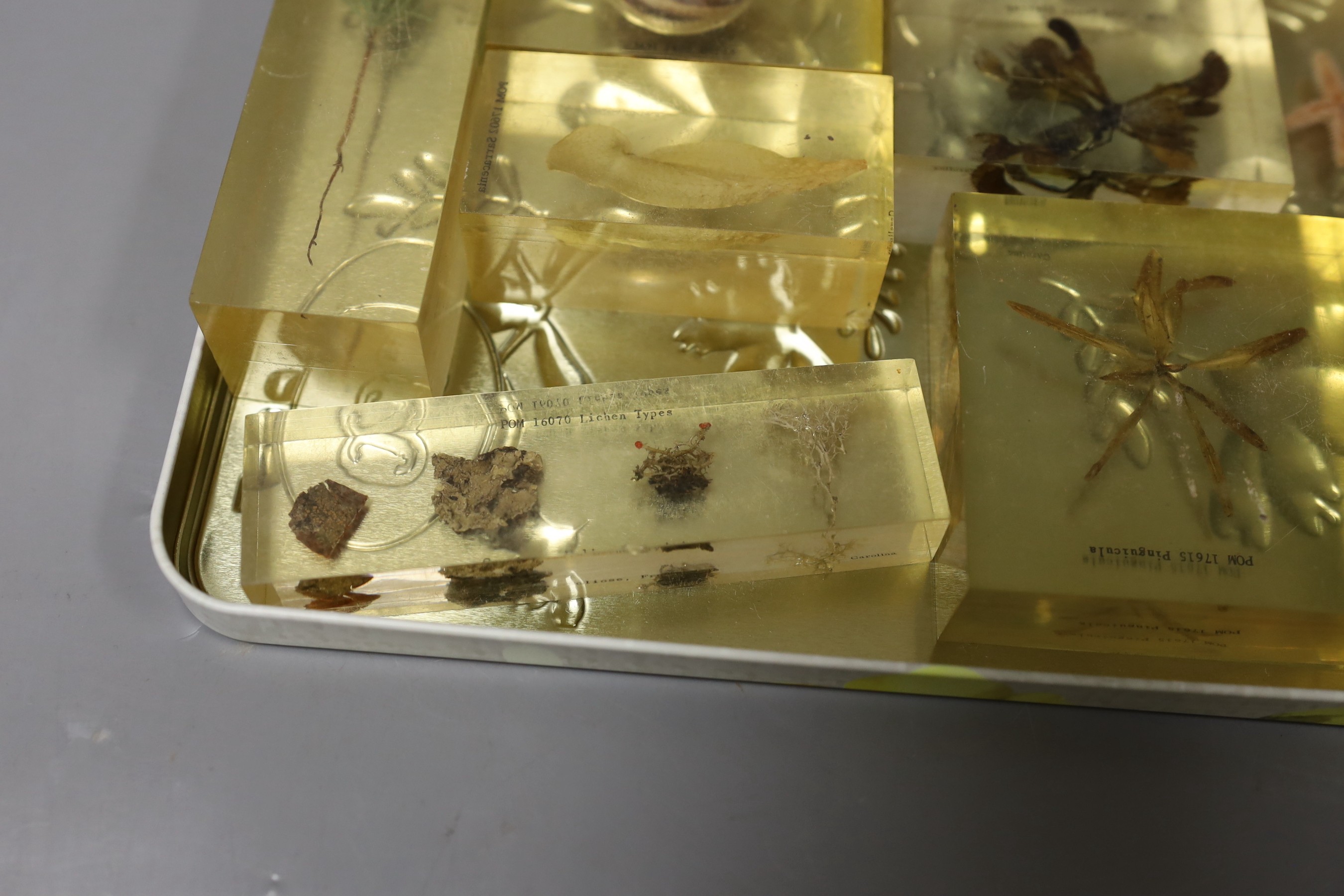 A quantity of perspex cased natural history specimens